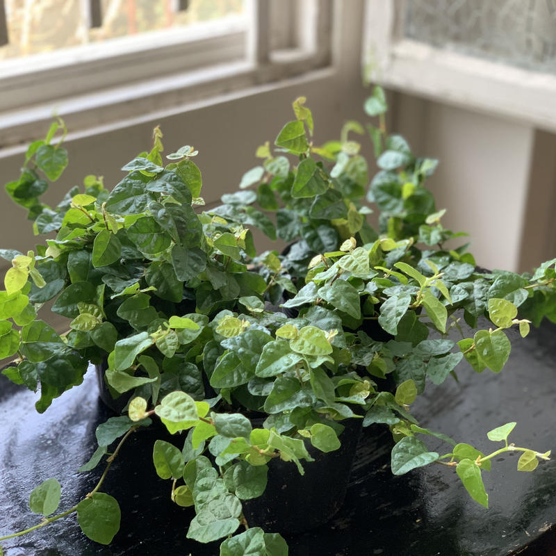 フィカス プミラ Kiccorie