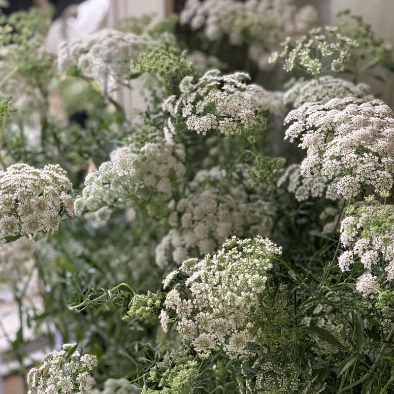 ホワイトレースフラワー Kiccorie ホワイトレースフラワー Kiccorie