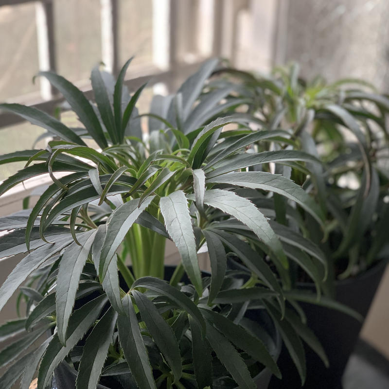 原種クリスマスローズ フェチダス ルース Kiccorie