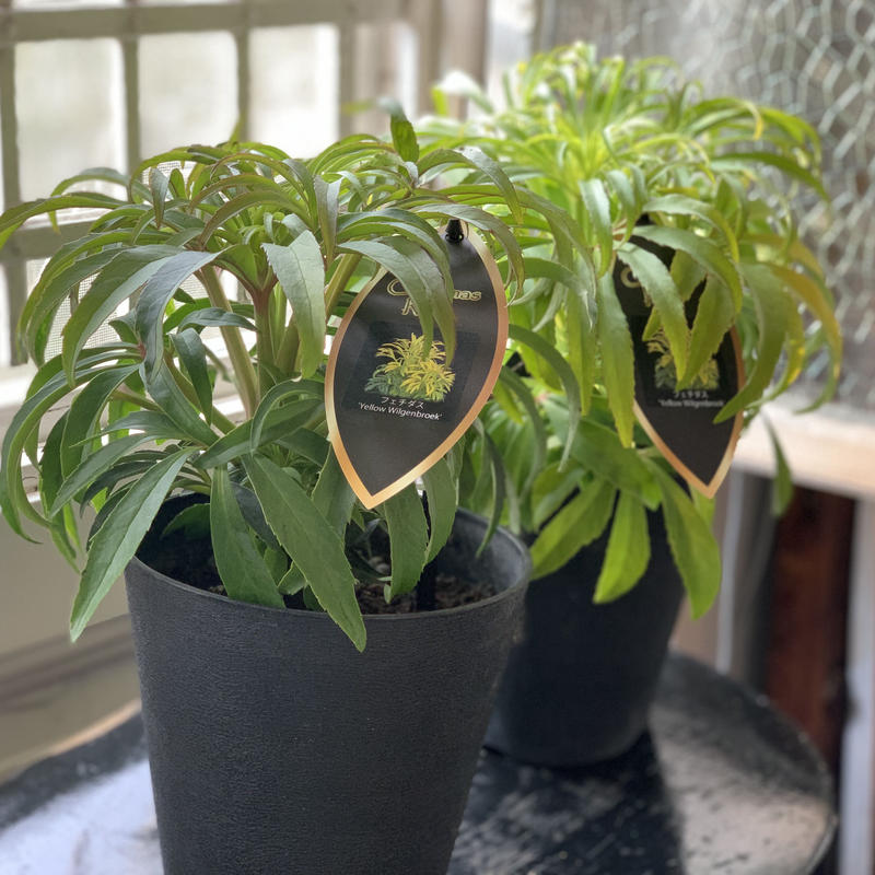 原種クリスマスローズ フェチダス イエローウィルゲンブローク Kiccorie