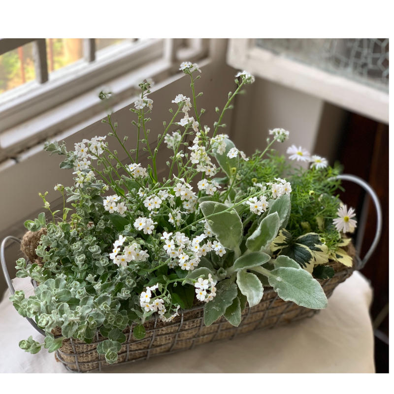 寄植え ワイヤーバスケット Kiccorie