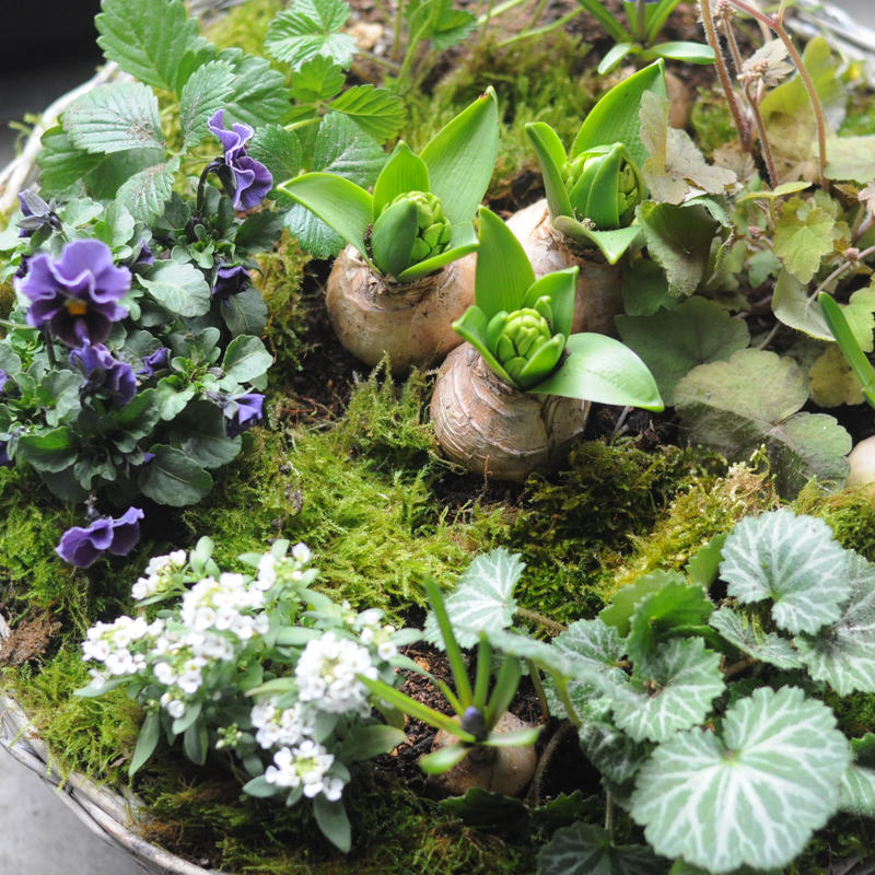 球根を使った春の寄せ植えキット L 木器花香