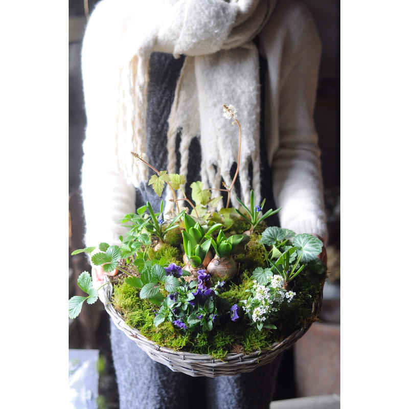 球根を使った春の寄せ植えキット L 木器花香