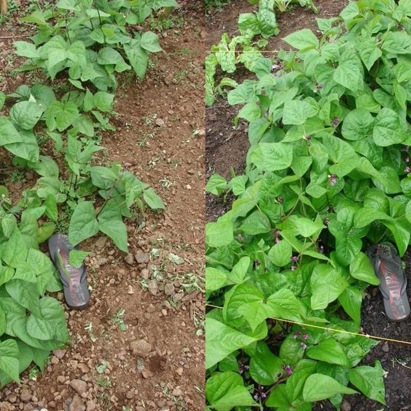クール炭粒炭 植物成長促進 土壌改良用 酸性雨対策 クール炭エコショップ