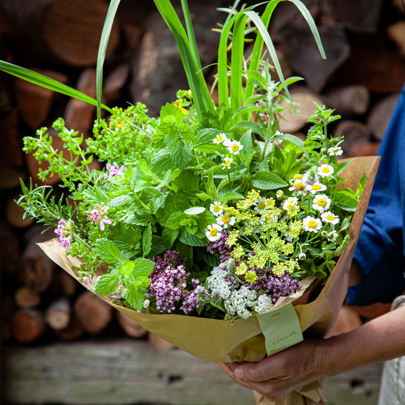 季節のハーブブーケ フレッシュ 大 心に風 心と体と魂のための植物 季節のハーブブーケ フレッシュ 大 心に風 心と体と魂のための植物