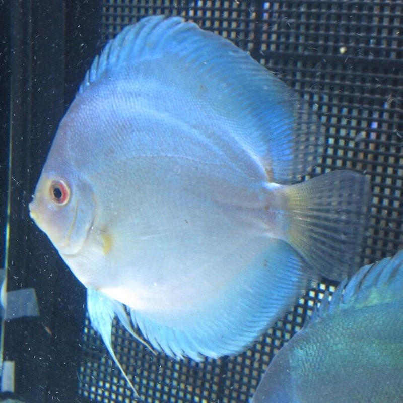 ディスカス セルーリア系新品種GraceBlue若ペア