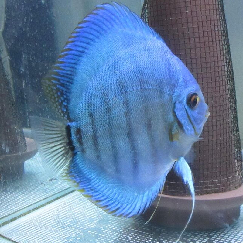 ディスカス セルーリア系新品種GraceBlue若ペア