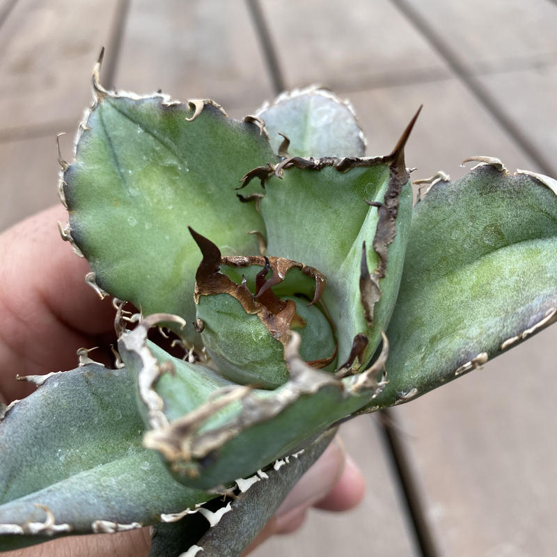 通販 激安◇ 特価 アガベ 白鯨牡丹葉 ecousarecycling.com