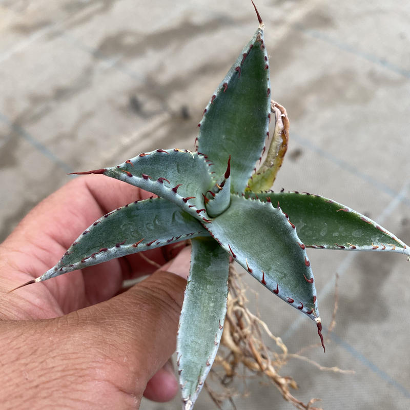 Agave Raptor アガベ ラプター