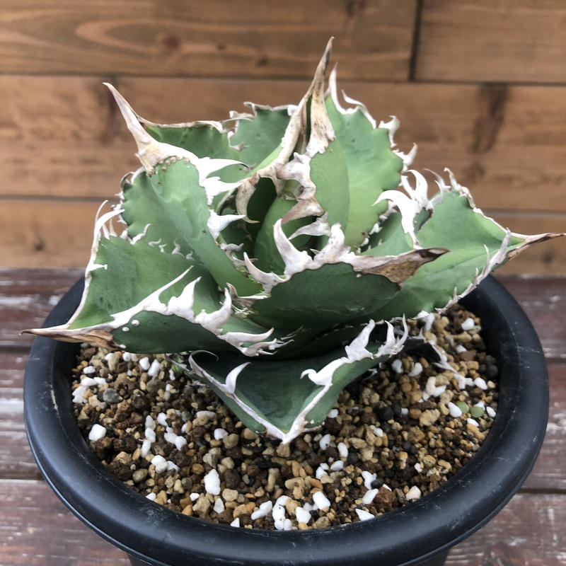 コック アガベ チタノタ ブツブツ 子株販売cok cg01 agave titanota