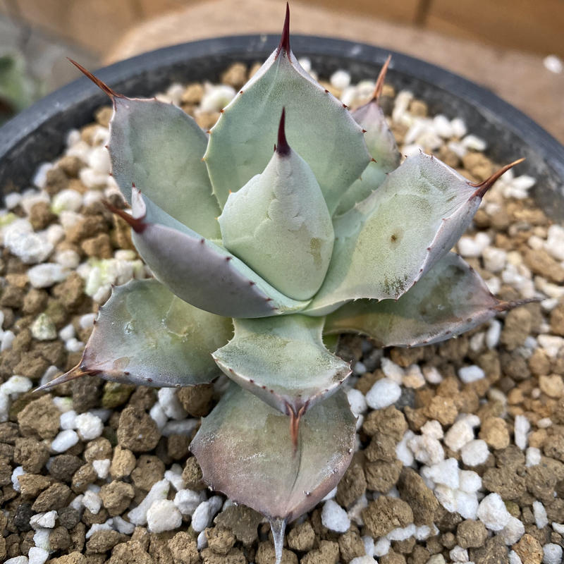 アガベ イシスメンシス ブルーエンジェル 藍天使 agave