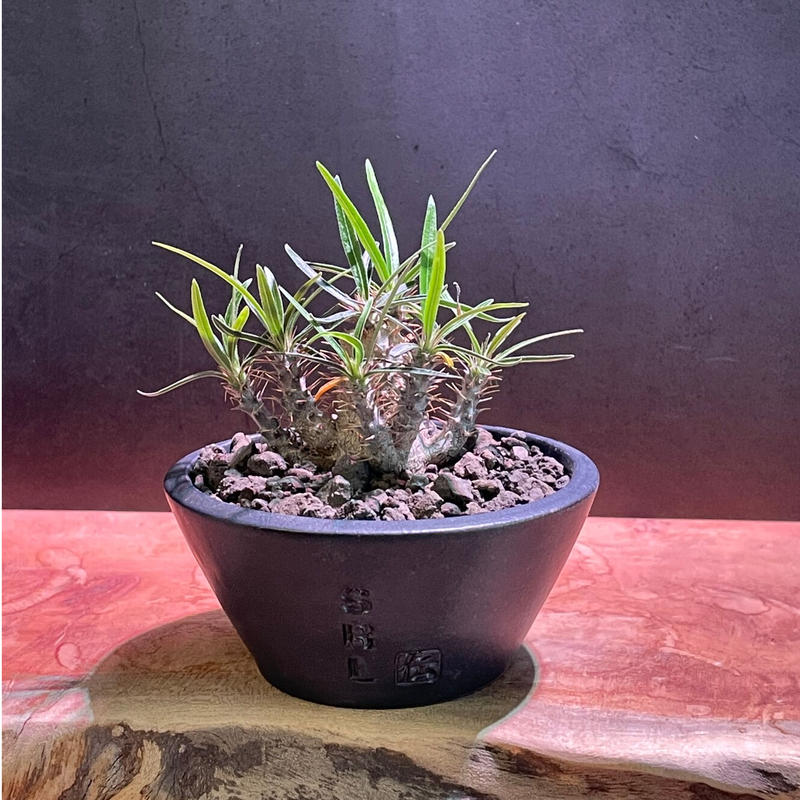 パキポディウムグラキリスpacypodium Rosulatum Var Gracilius パキポディウムグラキリスpacypodium Rosulatum Var Gracilius
