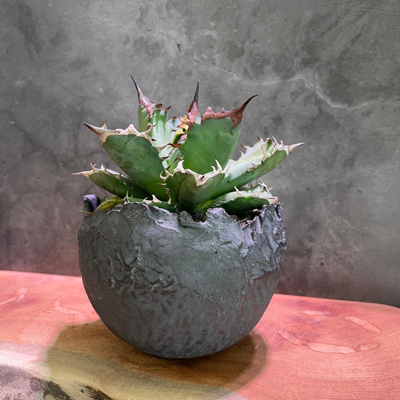 アガベ姫巌流 たけろうポット コクハイ 輸入株 Kuku Plants