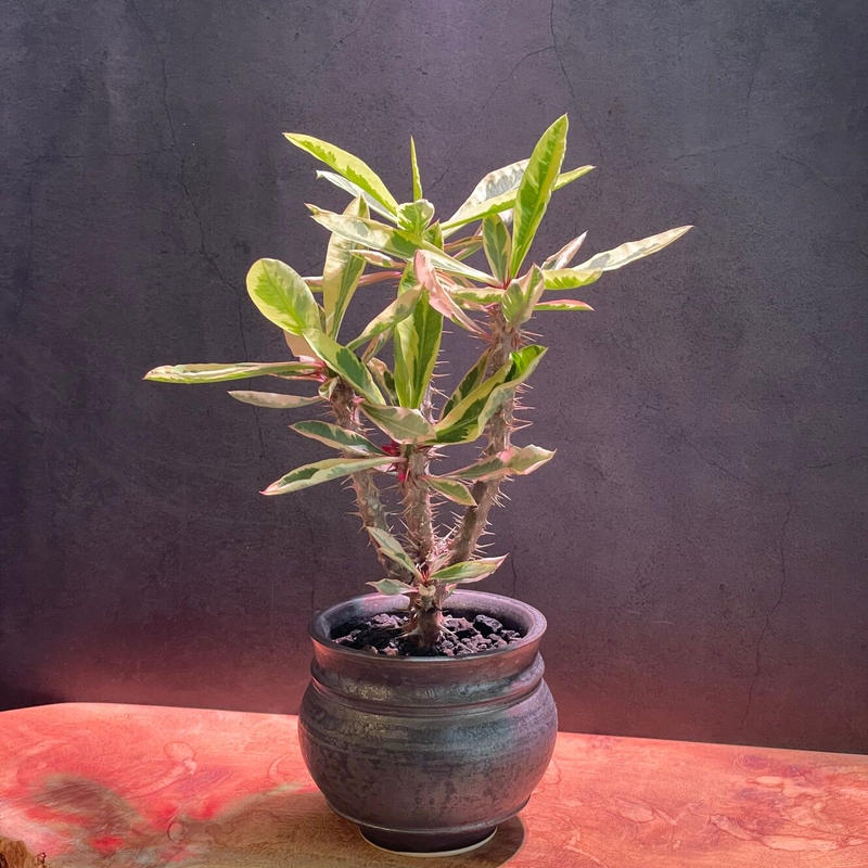 ユーフォルビア花キリン錦 Euphorbia Milii Variegata たけろうpot