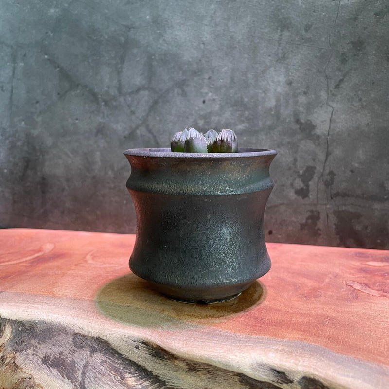 ハオルチア ブラックオブツーサ錦 ブラックオブツーサ Katachiseisakujyo M