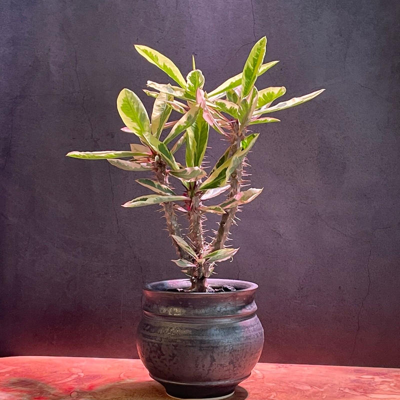 ユーフォルビア花キリン錦 Euphorbia Milii Variegata たけろうpot