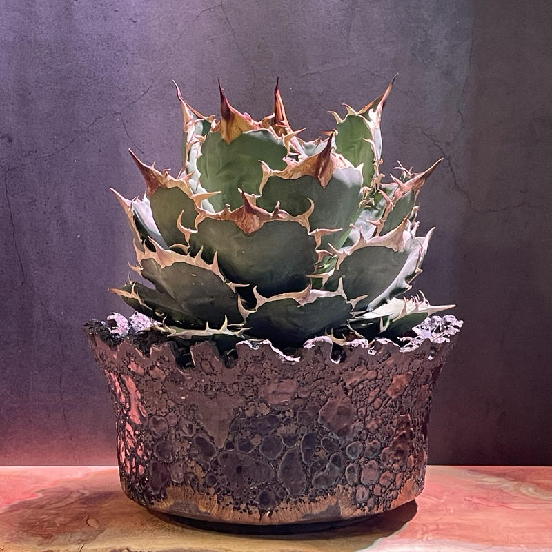 アガベチタノタfo 076シエラミクスティカagave Titanota Fo 076 Sie