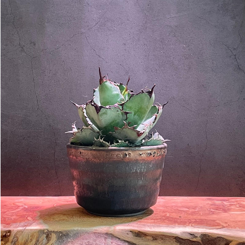 アガベチタノタブラック ブルー 中川智治 Kuku Plants