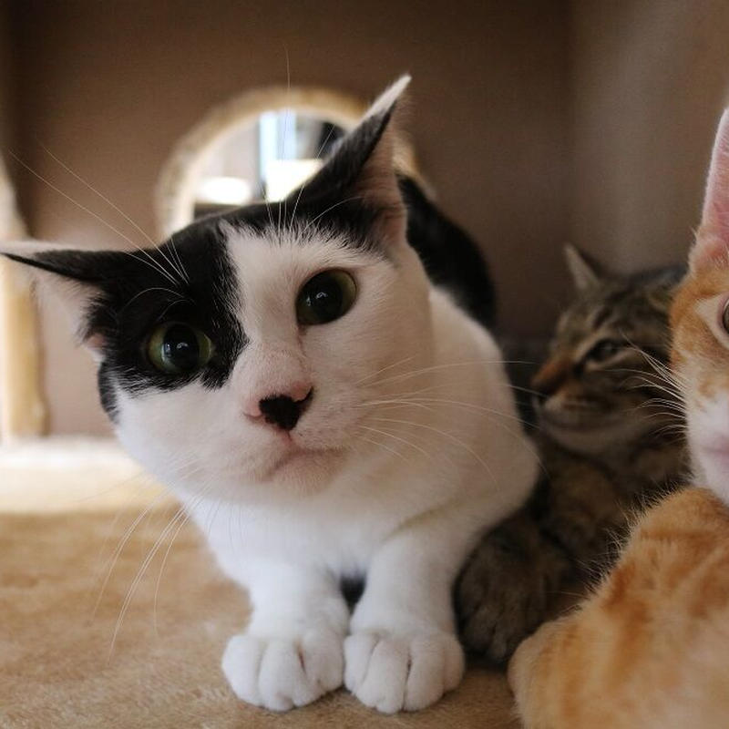 こなつの画像 21年1月19日 保護ねこの家shop こなつの画像 21年1月19日 保護ねこの家shop