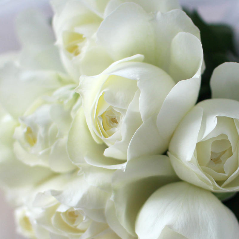 Douzaine De Roses ドゥゼーヌ ドゥ ローズ 12本のバラ オールドロ