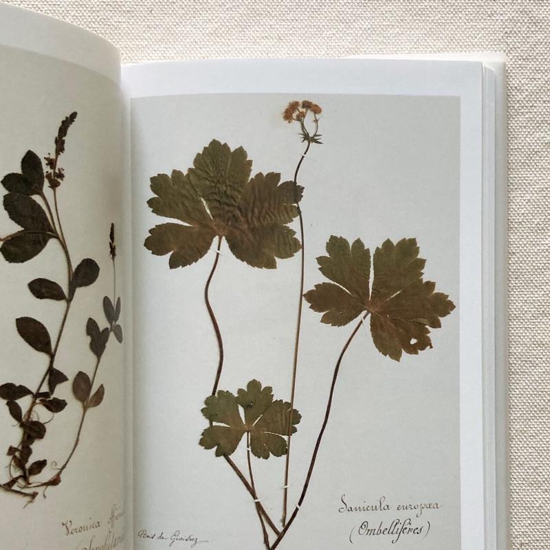 ポール ヴァーゼン 堀江敏幸 ポールヴァーゼンの植物標本 曲線