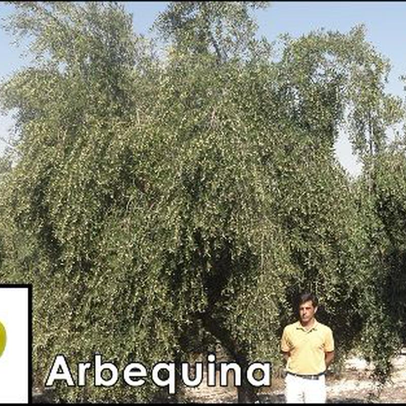 Exvオリーブオイル アルベキーナ種 250ml Aceite De Oliva Virgen