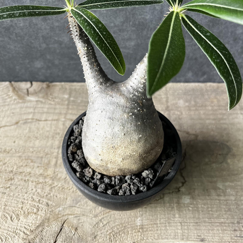 パキポディウム グラキリス 現地球 × 内田裕太 GOLD LUST鉢