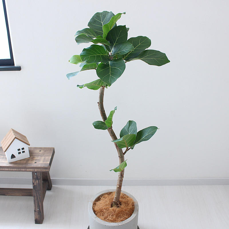 フィカス アフリカンプリンス 現品 希少な曲がり Lealea Lapule