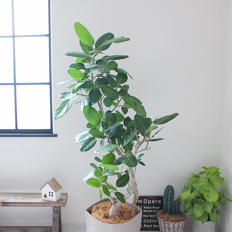 大型サイズ 165cm フィカス ベンガレンシス 曲がり Lealea Lapule 大型サイズ 165cm フィカス ベンガレンシス 曲がり Lealea Lapule