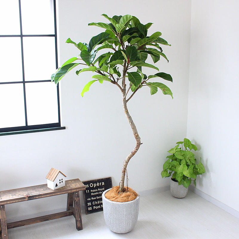 大型170 フィカス アフリカンプリンス 現品 希少な曲がり Lealea Lapule