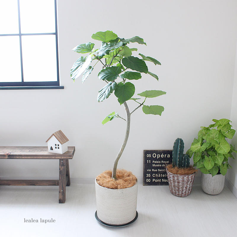 ウンベラータ 曲がり 現品 Lealea Lapule ウンベラータ 曲がり 現品 Lealea Lapule