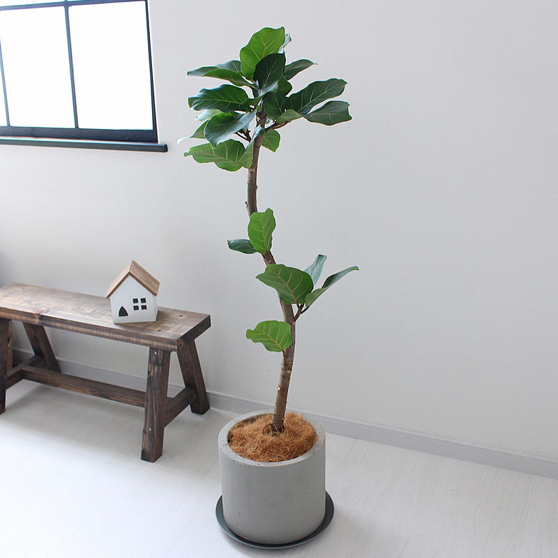 フィカス アフリカンプリンス 現品 希少な曲がり Lealea Lapule