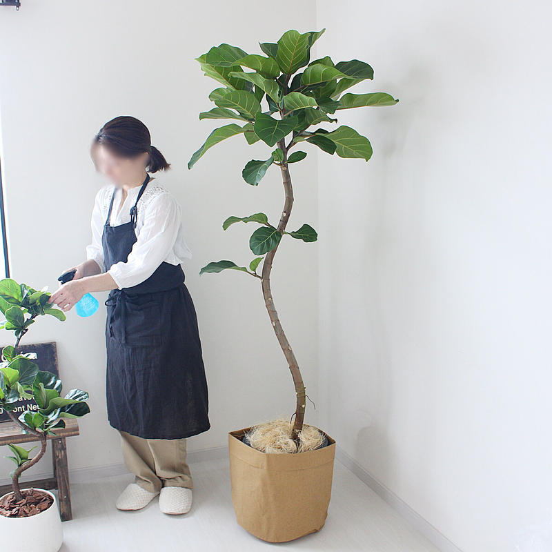 大型サイズ フィカス アフリカンプリンス 現品 希少な曲がり Lealea Lapule