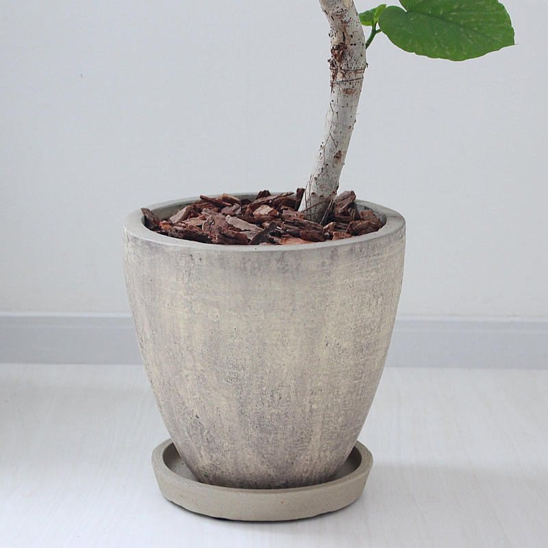 ウンベラータ 現品 曲がり Lealea Lapule ウンベラータ 現品 曲がり Lealea Lapule