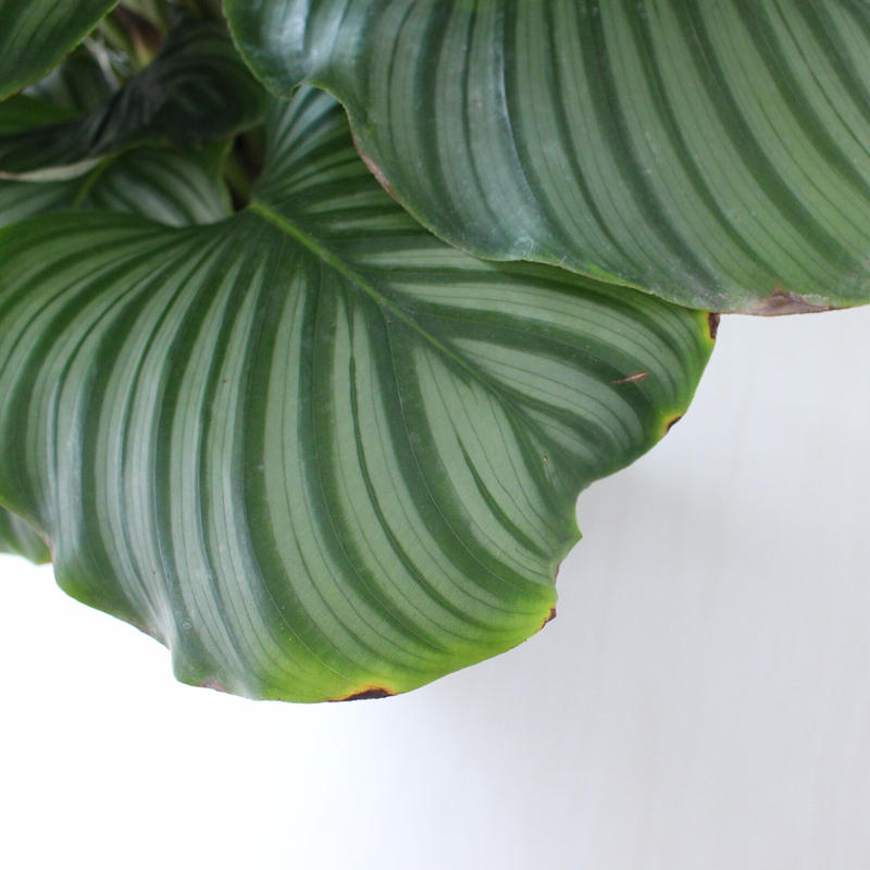 カラテア オルビフォリア 大型 Lealea Lapule