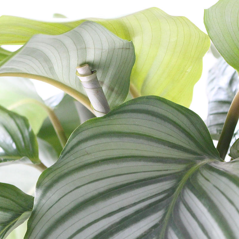 カラテア オルビフォリア 現品 Lealea Lapule