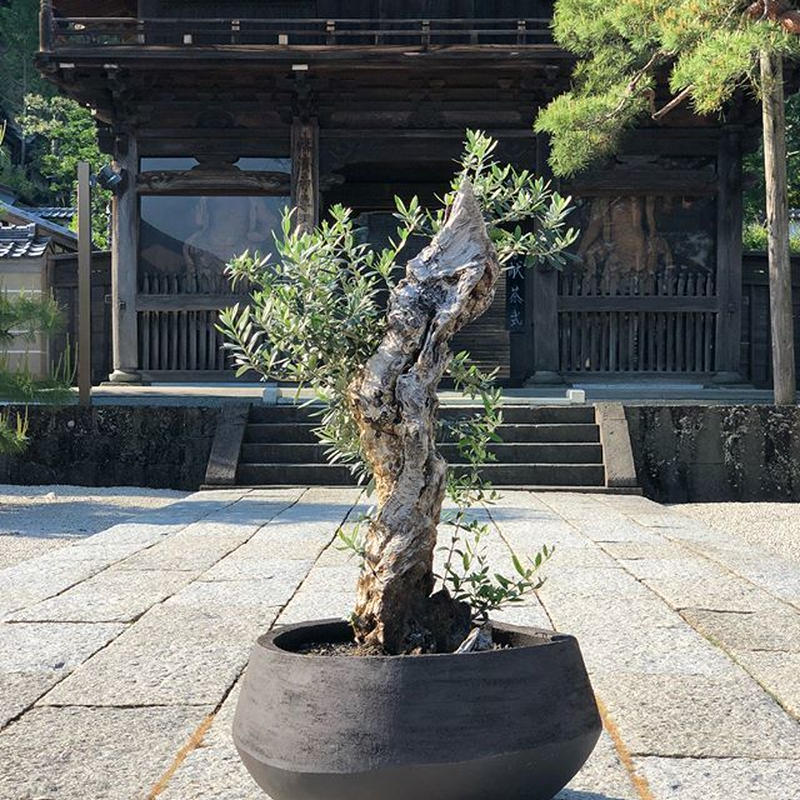 Olive Domani Atrantis オリーブ古木 Narushuuolive