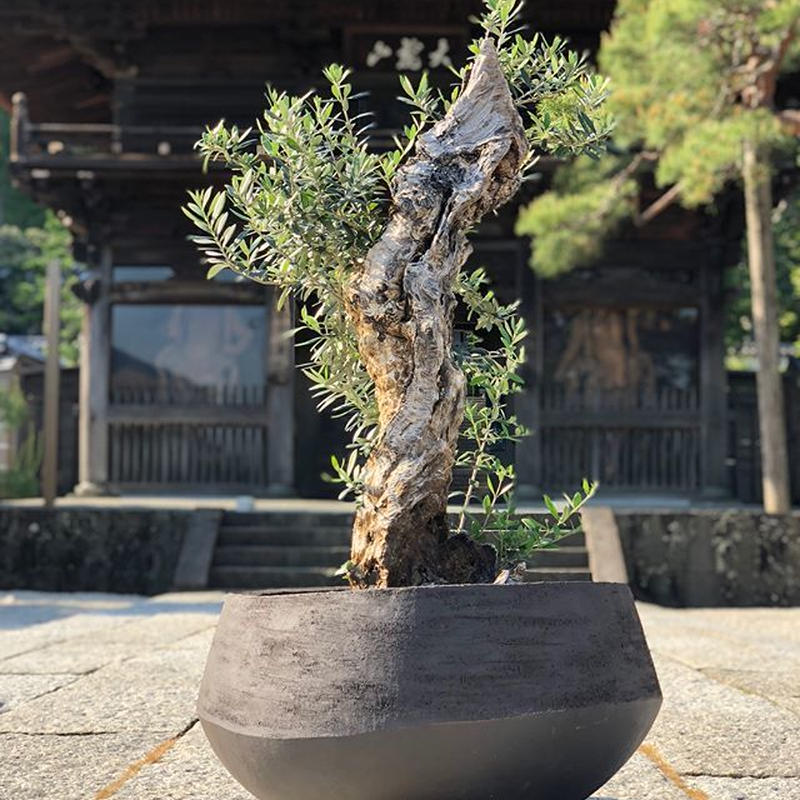 オリーブ 盆栽 古木 オリーブの木 珍品 塊根 その他観葉植物