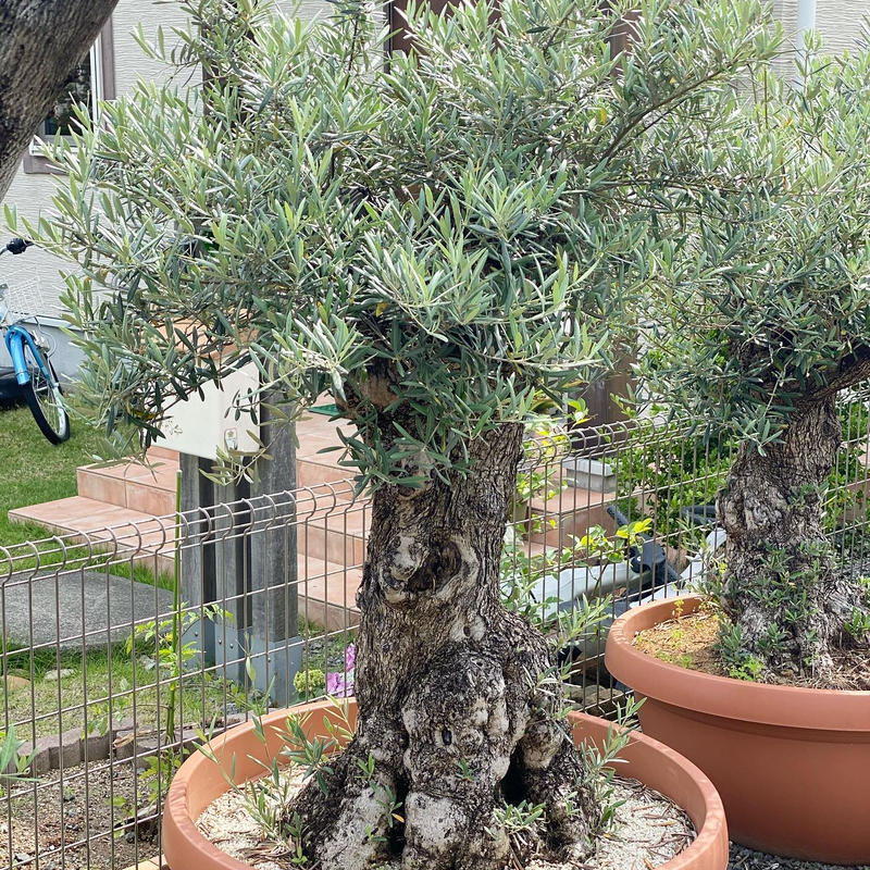 オリーブ古木 Old Olive 古木オリーブ［No.05］× 11号皿鉢(φ33cm) | Botanic