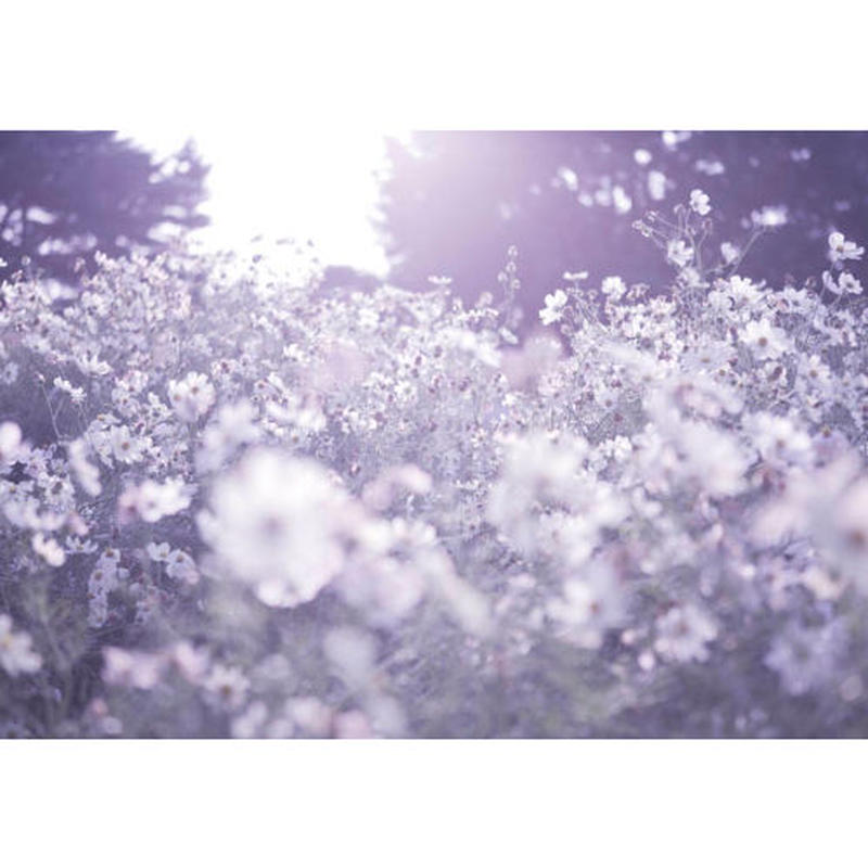 中村紋子写真集 Silence Libroarte 中村紋子写真集 Silence Libroarte