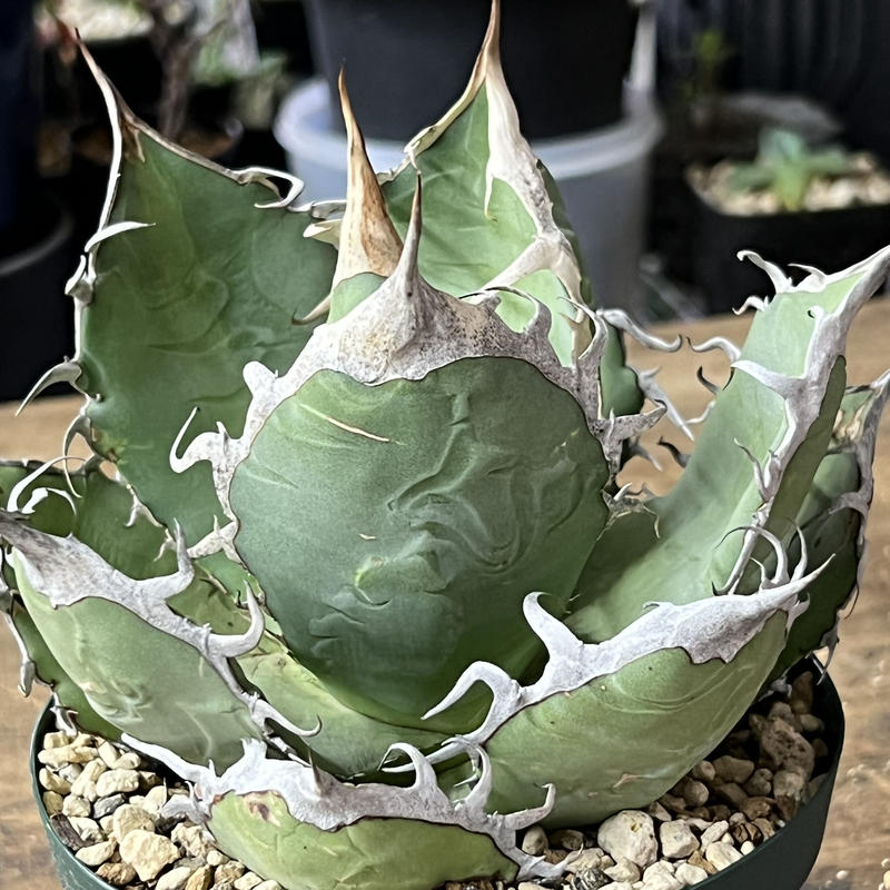 特選オアハカオテロイ 子株 厳選】アガベ 特選オアハカオテロイ 剛棘 大株 ※ シーザー チタノタ 白