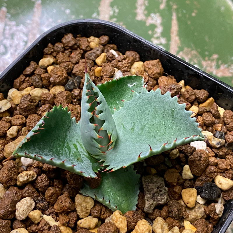 アガベ イシスメンシス ブルーエンジェル 藍天使 agave