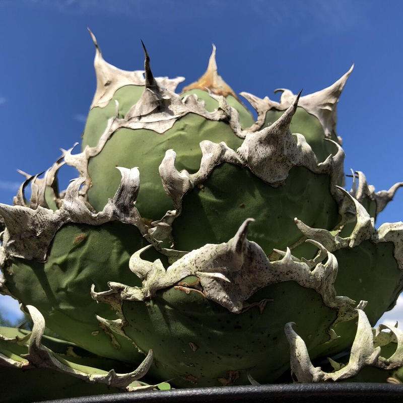 特選Agave Titanota Caesar 子株① | コウベアガベ専門店 特選Agave Titanota Caesar 子株① | コウベアガベ専門店