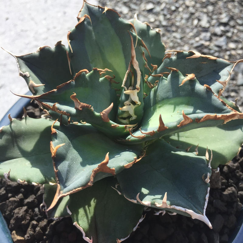 アガベ チタノタ ソーラーエクリプス コウベアガベ専門店