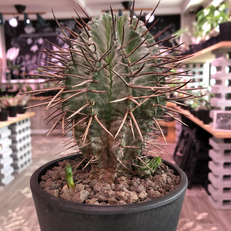 Isla Del Pescado Euphorbia Duranii ユーフォルビア デュラニー