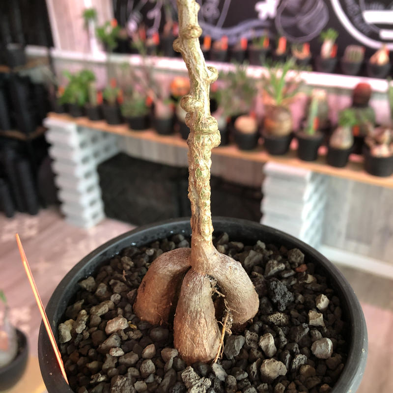 オペルクリカリア パキプス 実生 塊根植物 コーデックス 【公式通販】