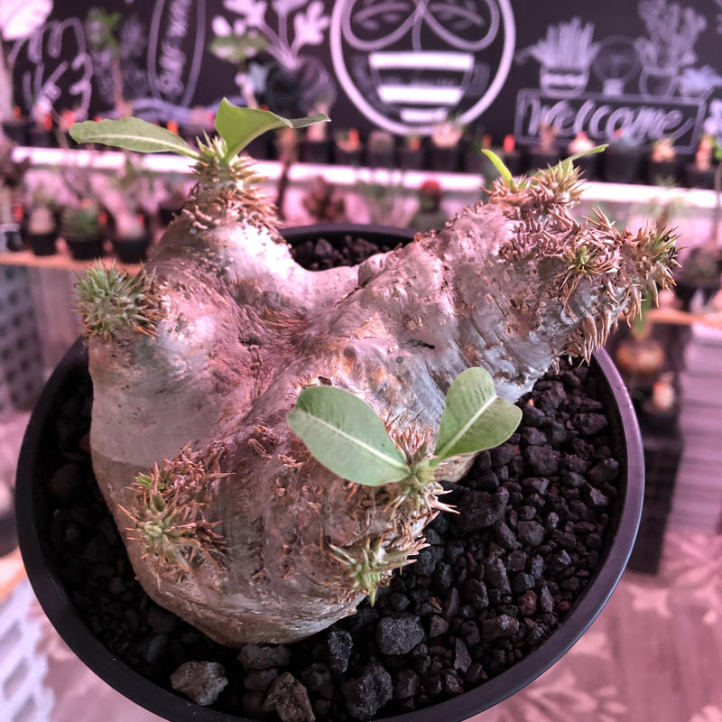 手数料安い 現地球 発根済パキポディウム エブレネウム 良株 植物 観葉植物 Sutevalle Org 手数料安い 現地球 発根済パキポディウム エブレネウム 良株 植物 観葉植物 Sutevalle Org