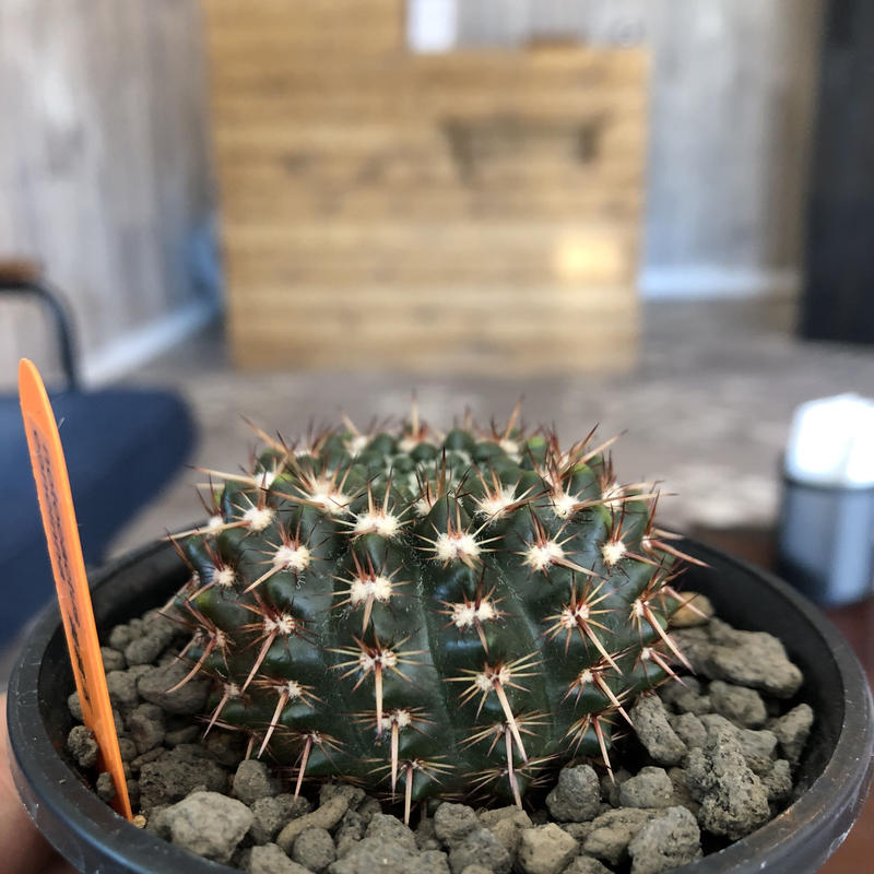 サボテン三点セット Plants Holic Little Monster