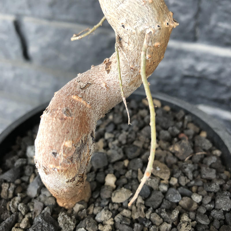 D6】バオバブの木 アダンソニア ディギタータ 抜苗 セネガル産 星の