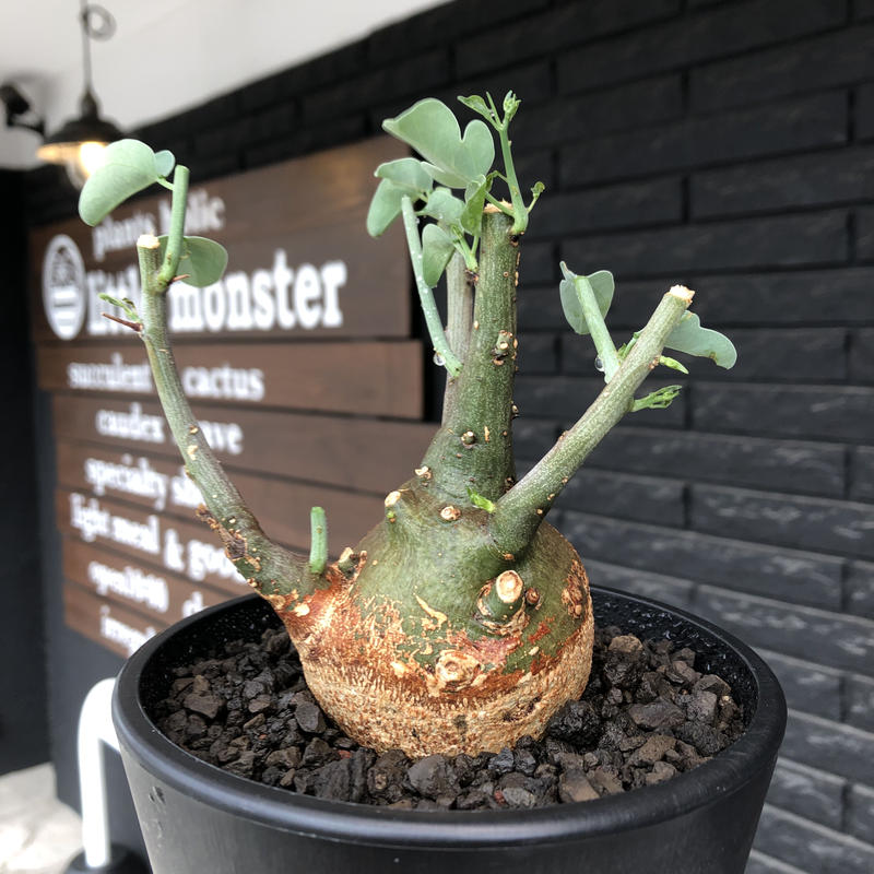 【現品】超大株！塊根植物 アデニア グロボーサ ９号鉢 現品】超大株！塊根植物 アデニア グロボーサ 9号鉢